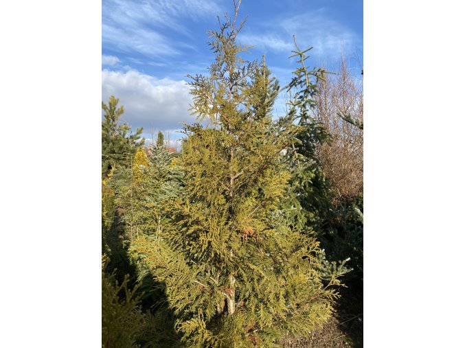 Thuja occidentalis 'Brabant' bal - zerav západní