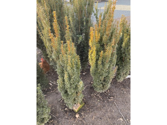 Taxus baccata 'David' bal - tis červený