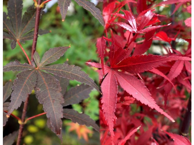 Acer palmatumSkeeters Broom2