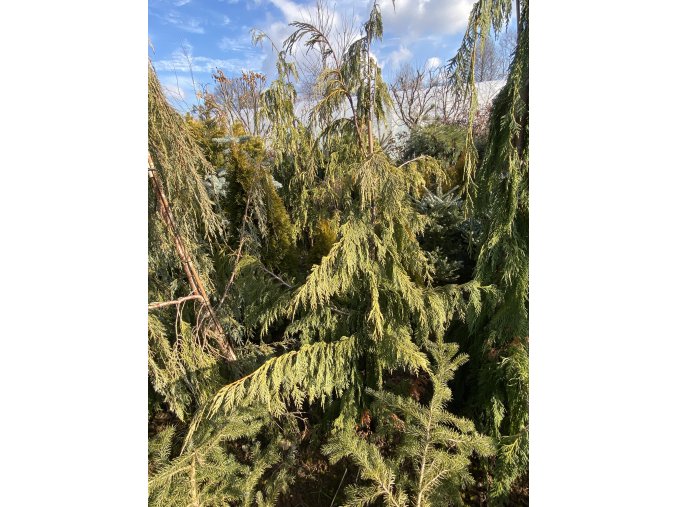 Chamaecyparis nootkatensis 'Pendula' bal - cypříšek nutkajský