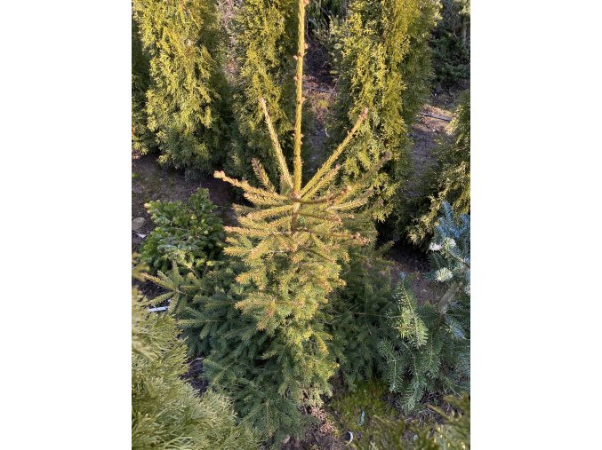 Picea abies 'Uwe' bal - smrk ztepilý
