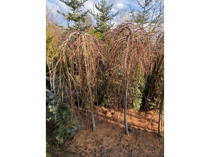 Larix kaempferi 'Stiff Weeping' bal - modřín japonský