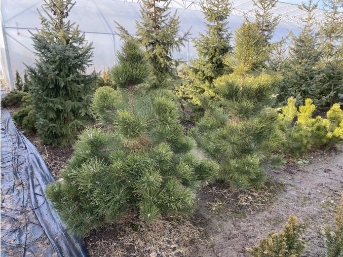 Pinus nigra bal - borovice černá