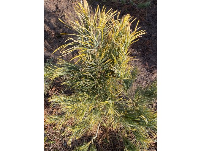 Pinus cembra 'Aureovariegata' bal - borovice limba