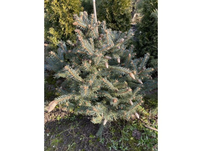 Picea pungens 'Hermann Nauen' bal - smrk pichlavý