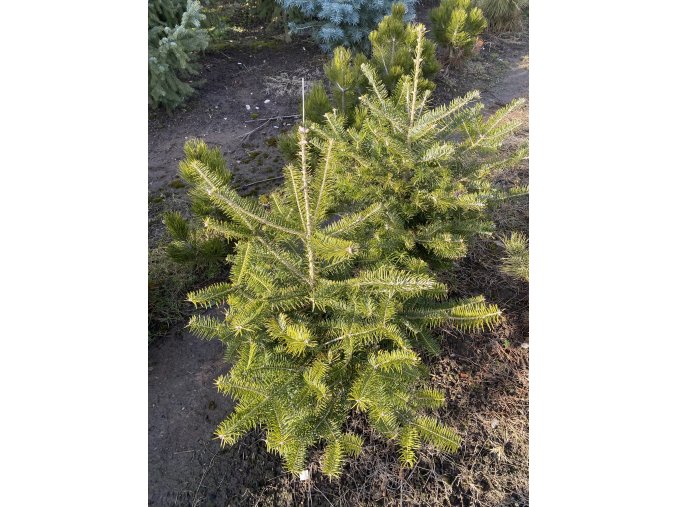 Abies cephalonica bal - jedle řecká