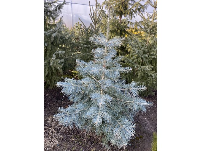 Abies concolor 'Glauca semenáč' bal - jedle ojíněná