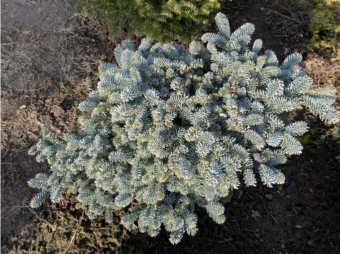 Abies procera 'Procumbens' bal - jedle stříbrná