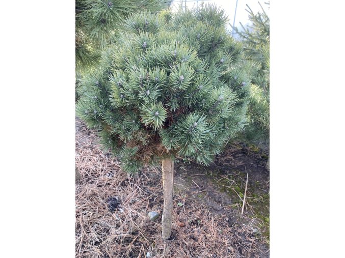 Pinus sp. kmínek bal - borovice čarověník