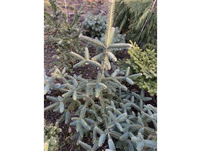 Abies pinsapo 'Glauca' bal - jedle španělská
