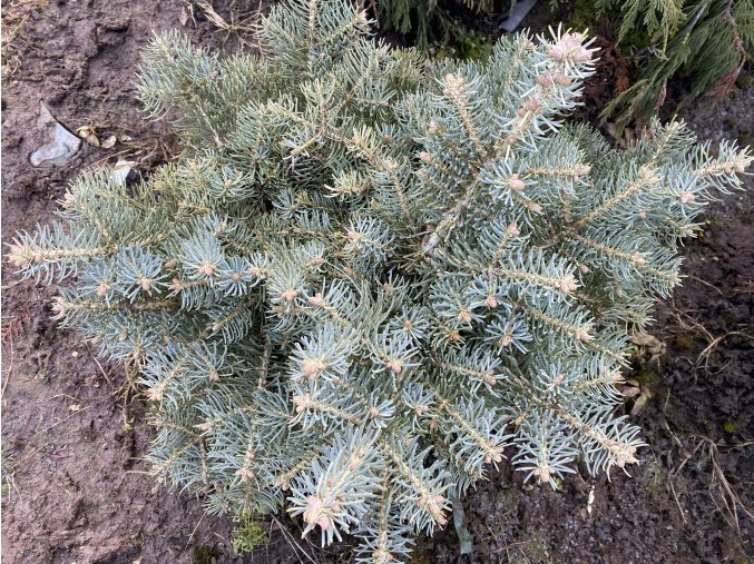 Abies concolor KresiceWB