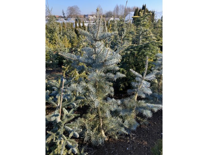Abies concolor 'Fastigiata' bal - jedle ojíněná