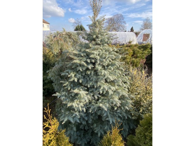 Abies concolor 'Archers Dwarf' 'Hexe' bal - jedle ojíněná