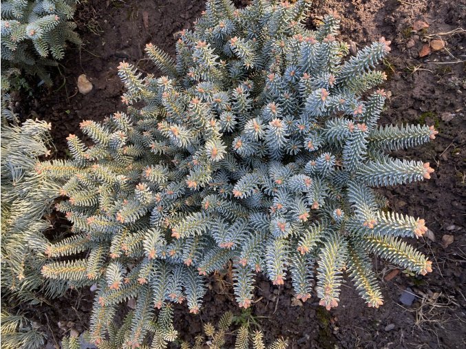 Abies pinsapo Horstmann