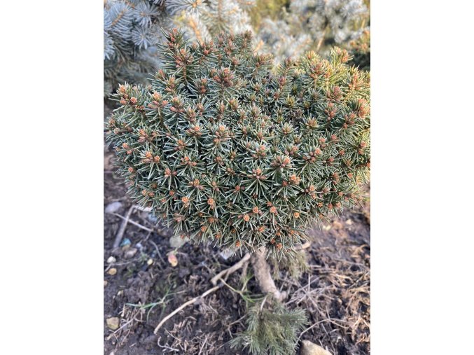 Picea Abies 'Mýta' WB kmínek bal - smrk ztepilý