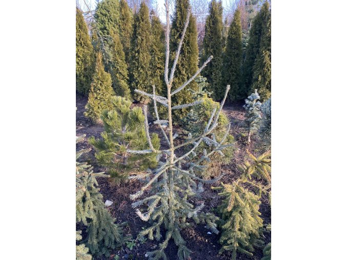 Picea obovata 'Xaverov' bal - smrk sibiřský