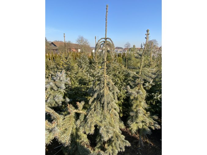 Picea glauca 'Pendula' bal - smrk sivý