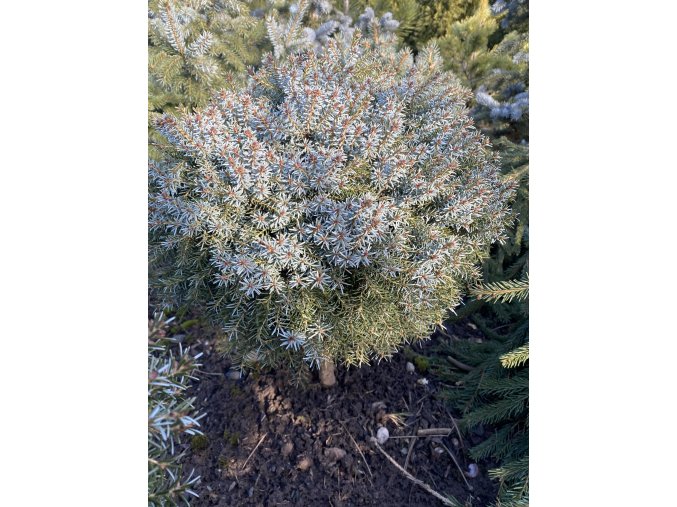 Picea omorika 'Treblitzensis' kmínek bal - smrk Pančičův