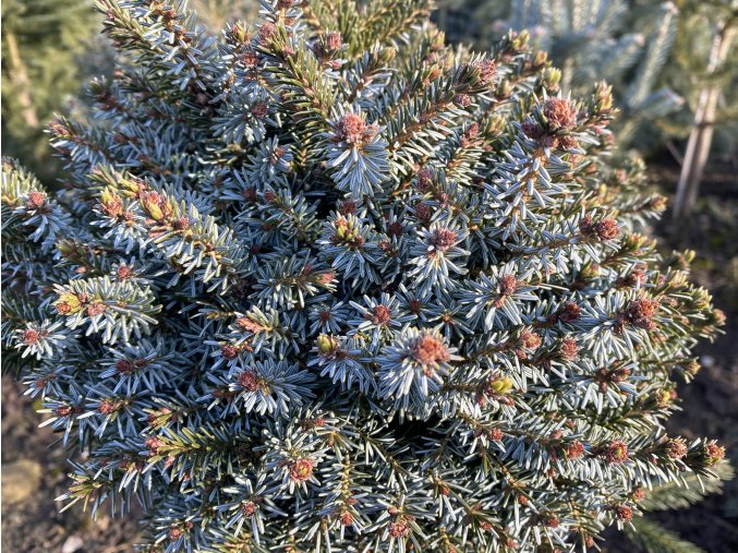 Picea omorika 'Parsfeld' kmínek bal - smrk Pančičův