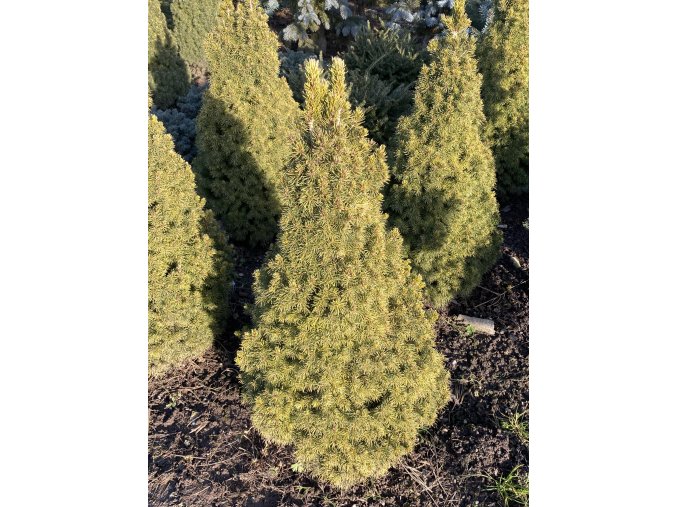 Picea glauca 'Maigold' bal - smrk sivý