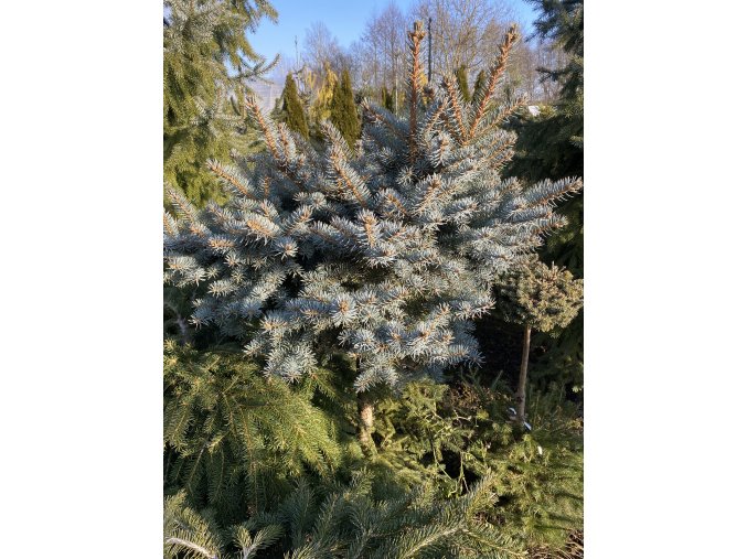 Picea pungens 'Stromovka' WB bal - smrk pichlavý