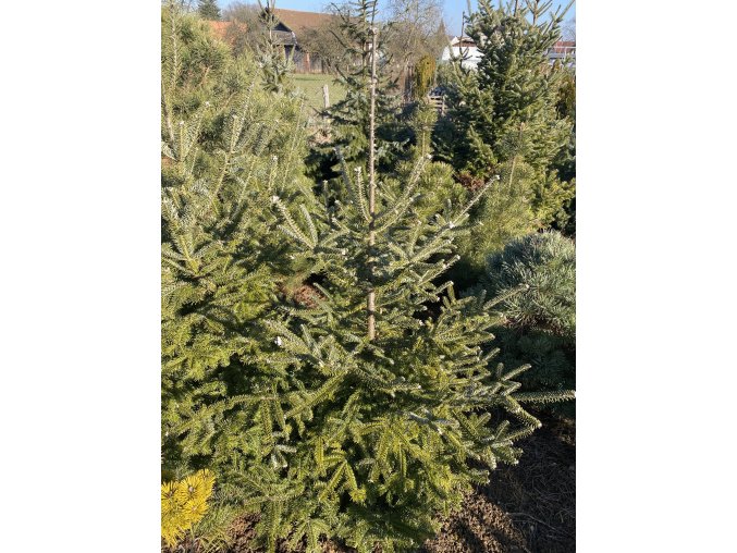 Abies balsamea bal - jedle balsámova
