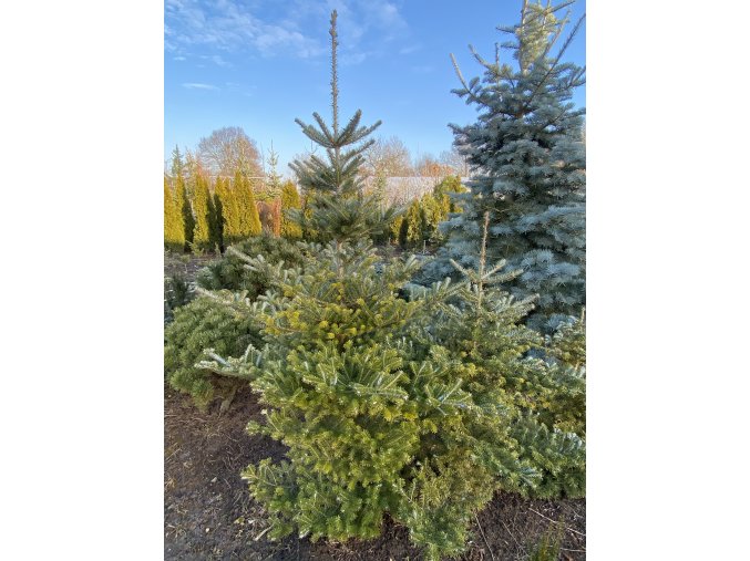 Abies koreana bal - jedle korejská