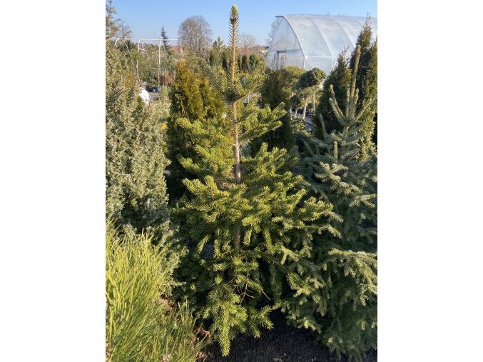 Picea polita bal - smrk lesklý