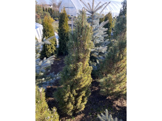Pinus nigra 'Richard' bal - borovice černá
