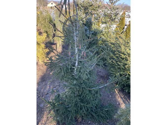 Picea orientalis 'Aureospica' bal - smrk východní