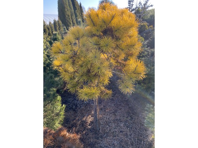 Pinus contorta 'Chief Joseph' kmínek bal - borovice pokroucená