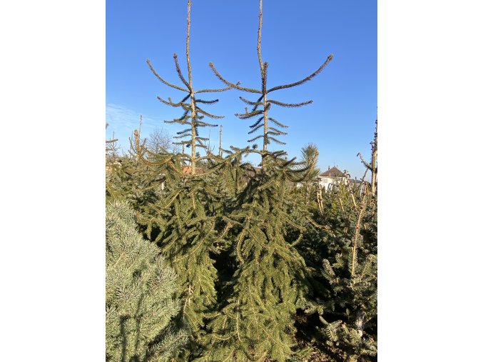 Picea abies 'Inversa Major' bal - smrk ztepilý