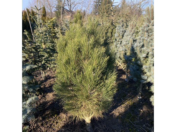 Pinus nigra 'Rondello' bal - borovice černá