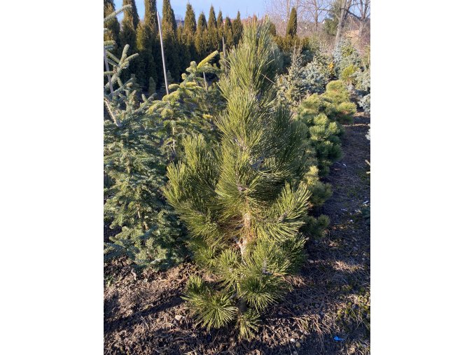 Pinus leucodermis 'Satelit' bal - borovice bělokorá