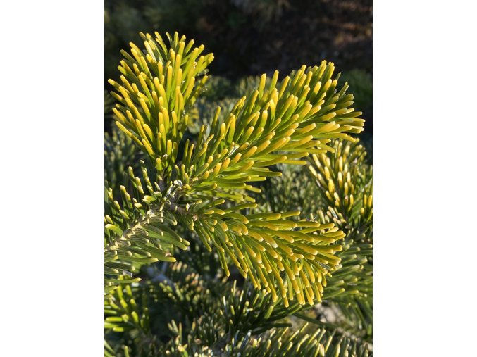 Abies alba 'Aurea' bal - jedle bělokorá 