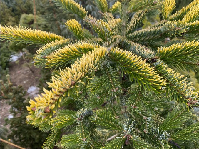 Abies alba 'Aurea' bal - jedle bělokorá 