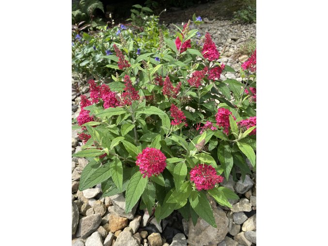 Buddleja davidii 'Little Ruby' ® - komule Davidova