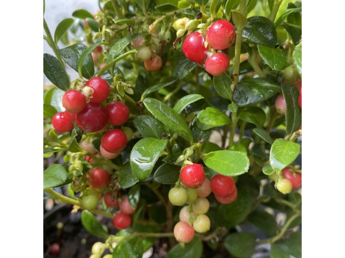 Vaccinium vitis-idaea 'Fire Balls' - brusinka