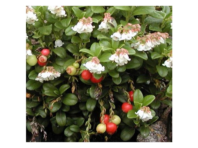 vaccinium vitis idaea lappland m