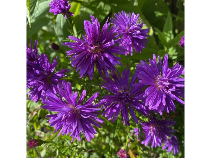 Aster novi-belgii 'Fuldatal' - hvězdnice