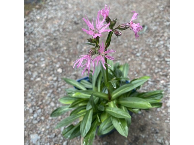 Lychnis flos-cuculi 'Nana' - kohoutek luční