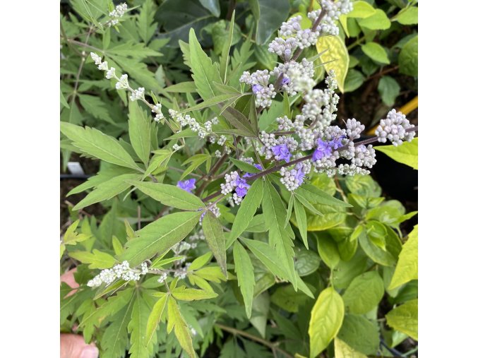 Vitex agnus-castus var. latifolia - drmek obecný / mnišský pepř