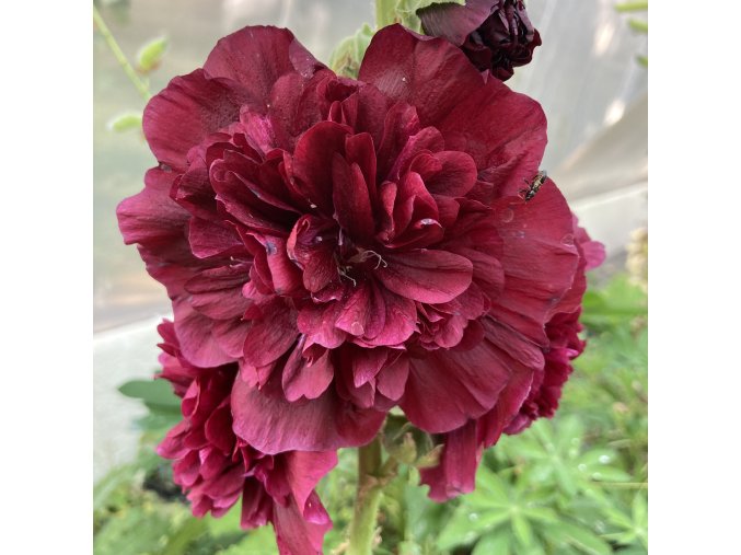Alcea rosea plena 'Chaters Double Purple' - topolovka růžová - slézová růže