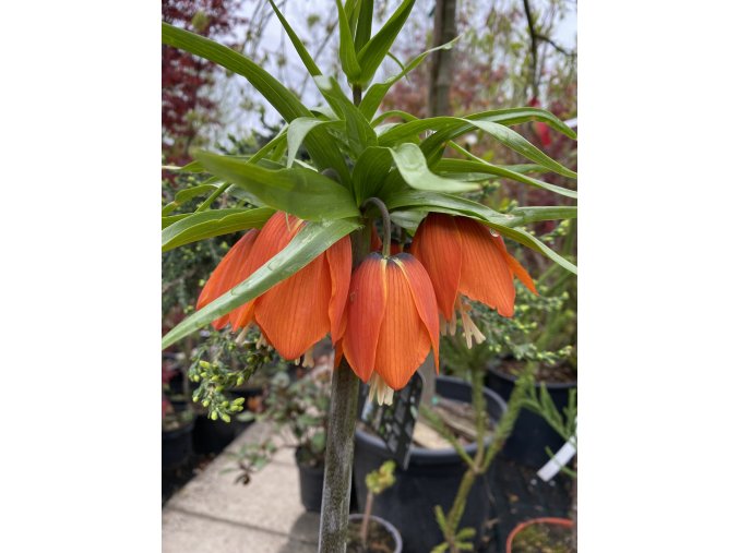Fritillaria imperialis 'WILLIAM REX'- řebčík královský