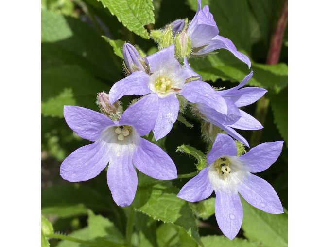 Campanula lactiflora 'Prichard´s Variety' - zvonek