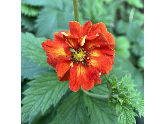 Potentilla x russelliana 'William Rollisson' - mochna