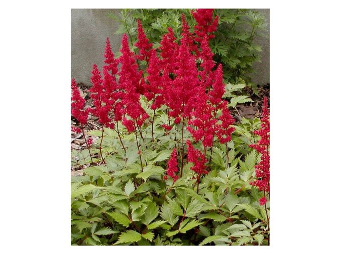 Astilbe x arendsii 'Fanal' - čechrava