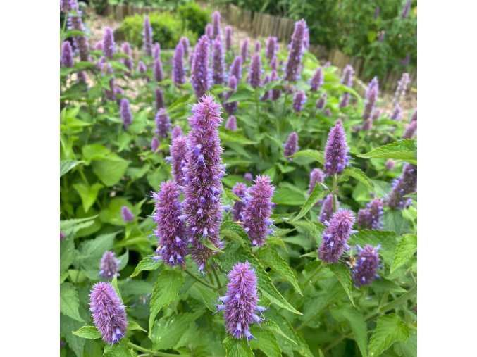 Agastache