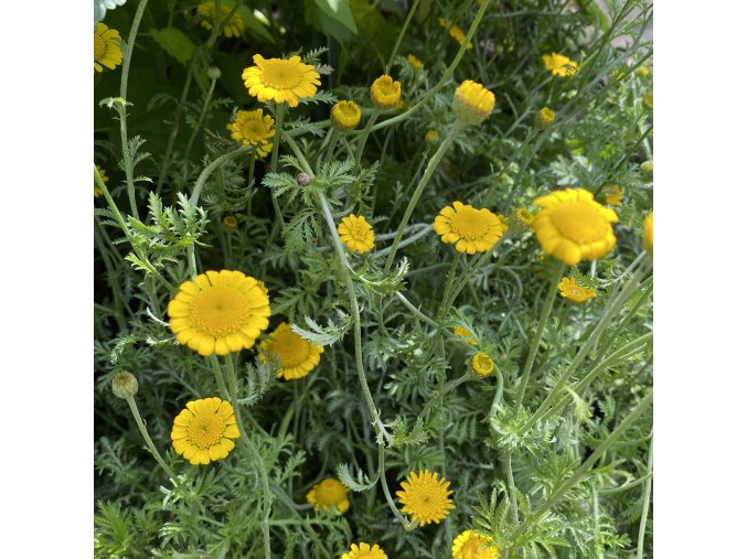Anthemis tinctoria 'Dwarf Form' - rmen barvířský
