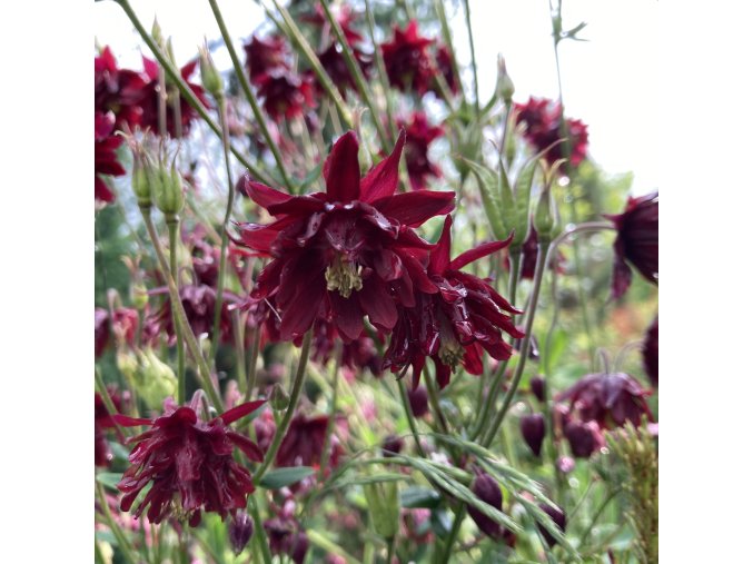 Aquilegia vulgaris 'Ruby Port' - orlíček obecný